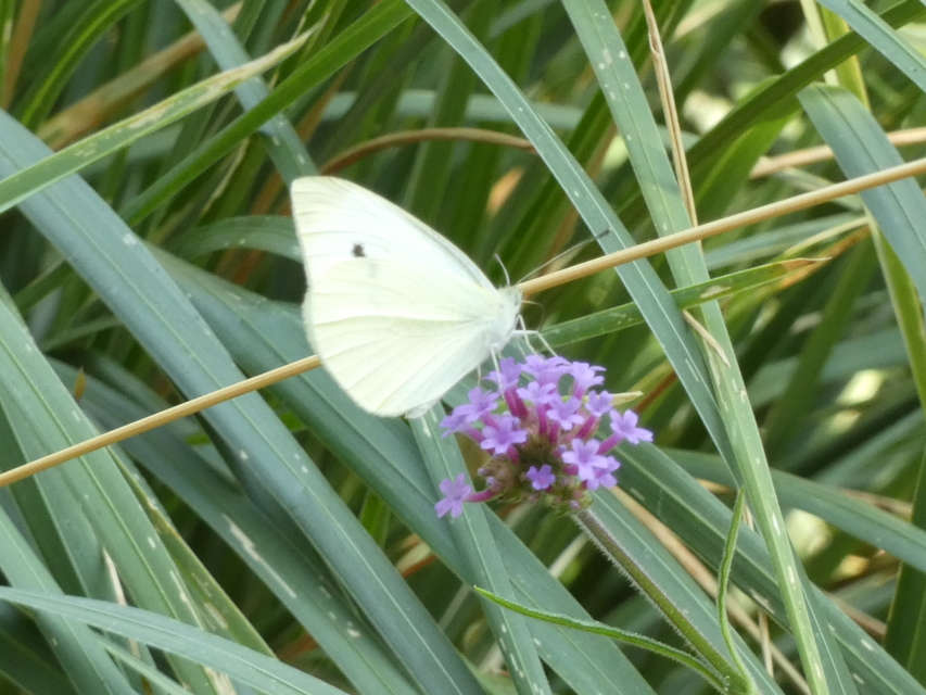 Pieris rapae - répalepke