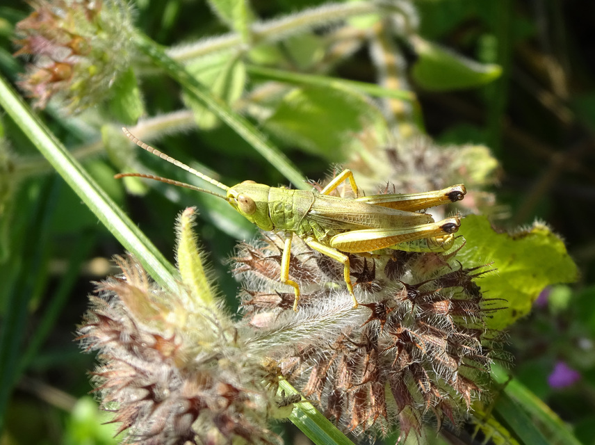 Pseudochorthippus parallelus - közönséges rétisáska
