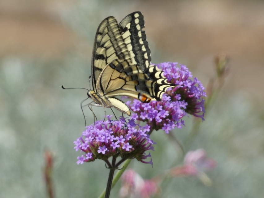 Papilio machaon - fecskefarkú lepke
