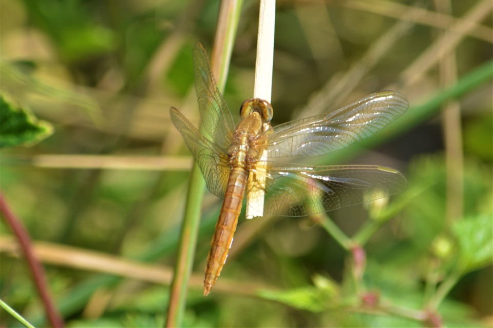 Crocothemis erythraea - skarlát szitakötő