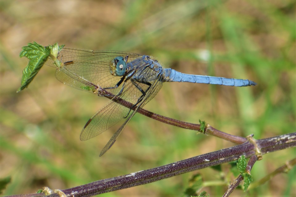 Orthetrum coerulescens - karcsú pásztorszitakötő