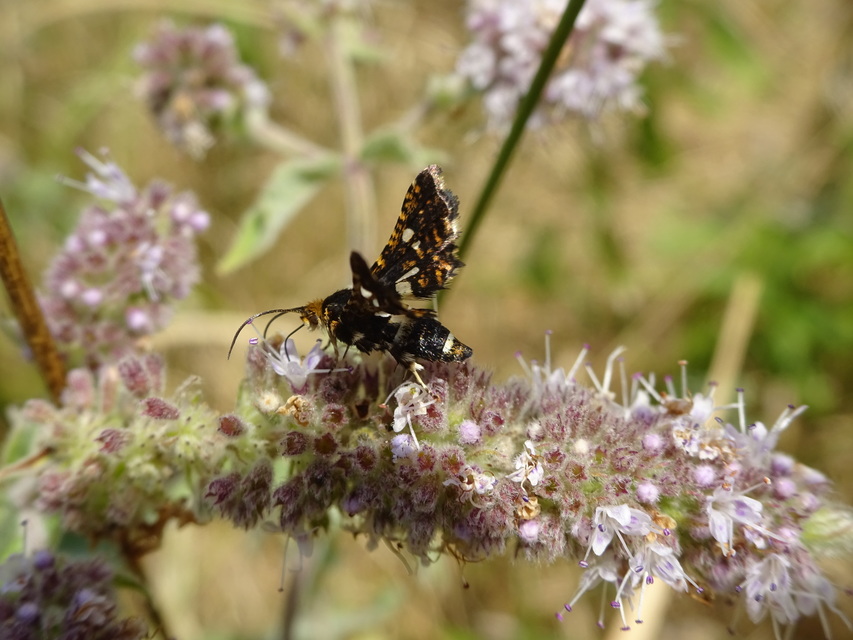 Thyris fenestrella - gyakori ablakosmoly