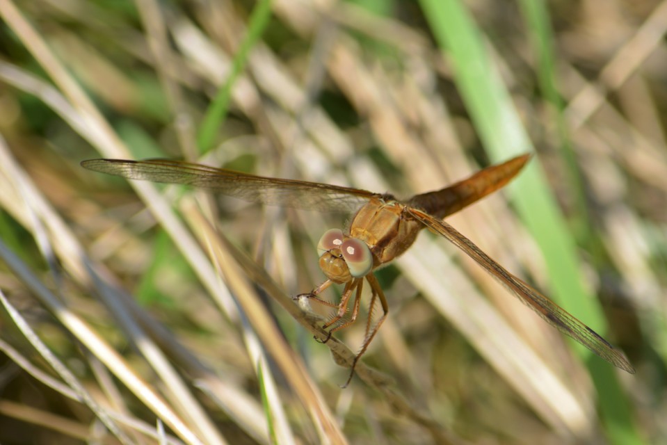 Crocothemis erythraea - skarlát szitakötő
