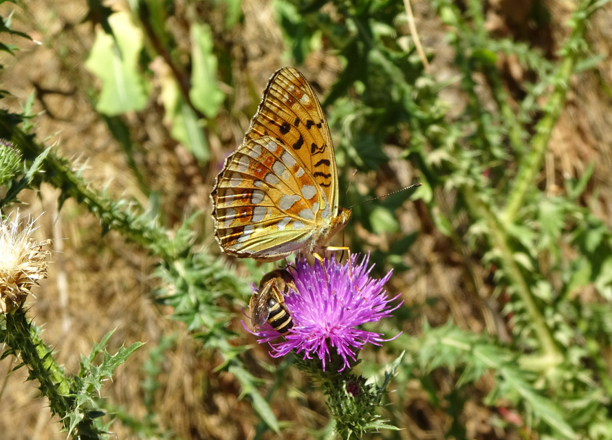 Argynnis adippe - ezüstös gyöngyházlepke