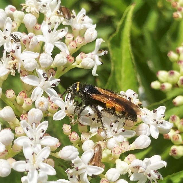 Scolia fusciformis - mediterrán tőrösdarázs