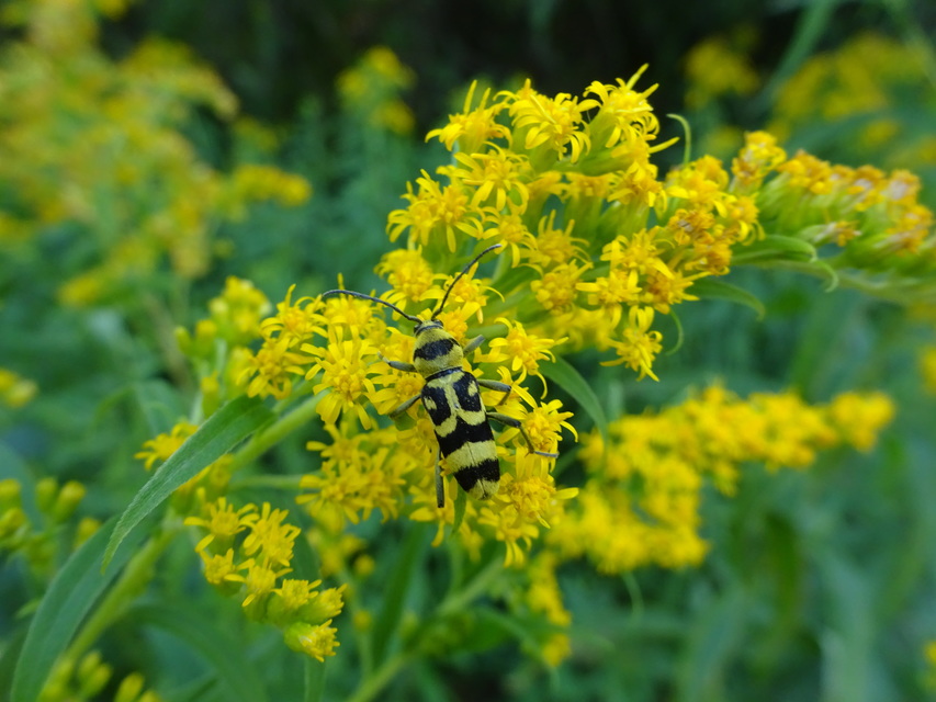 Chlorophorus varius - díszes darázscincér