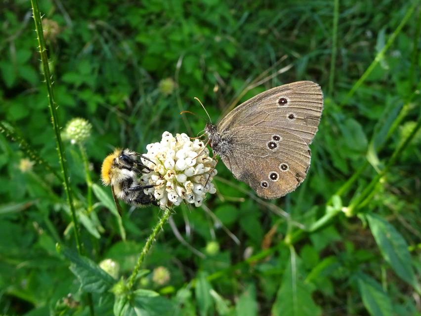 Aphantopus hyperanthus - közönséges ökörszemlepke