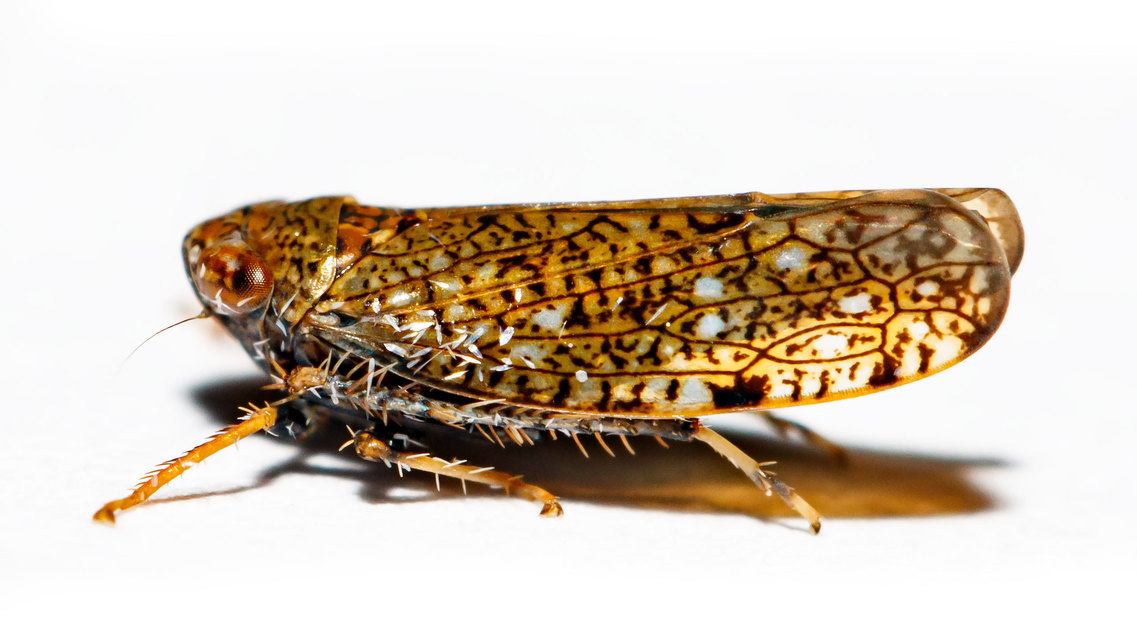 Orientus ishidae