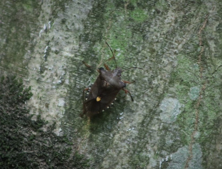 Pentatoma rufipes - vöröslábú címerespoloska Pentatoma rufipes - vöröslábú címerespoloska
