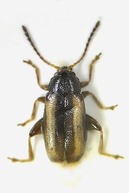 Phyllotreta vittula - muharbolha