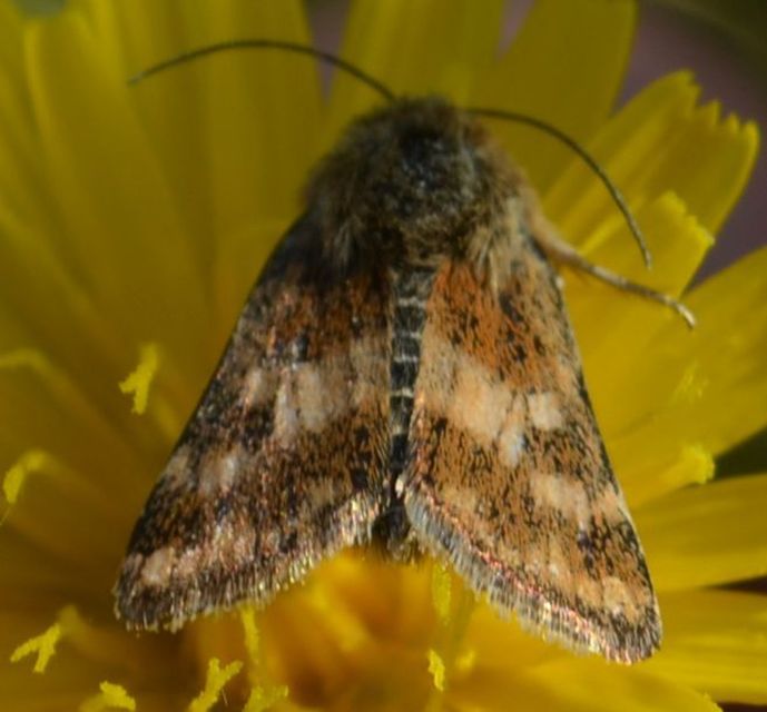 Schinia cardui - keserűgyökér-nappalibagoly