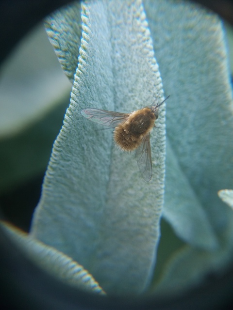 Systoechus ctenopterus