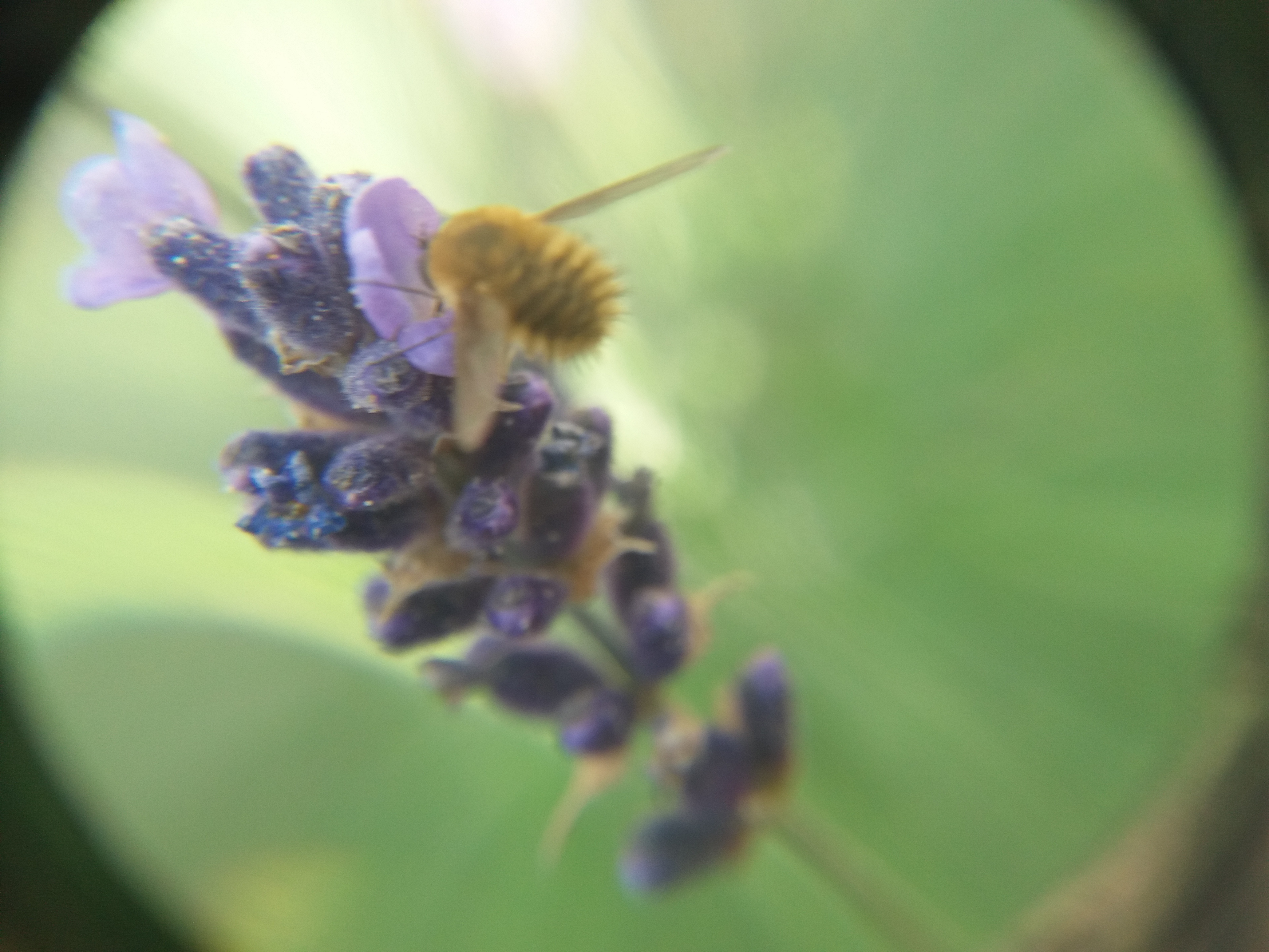 Systoechus ctenopterus