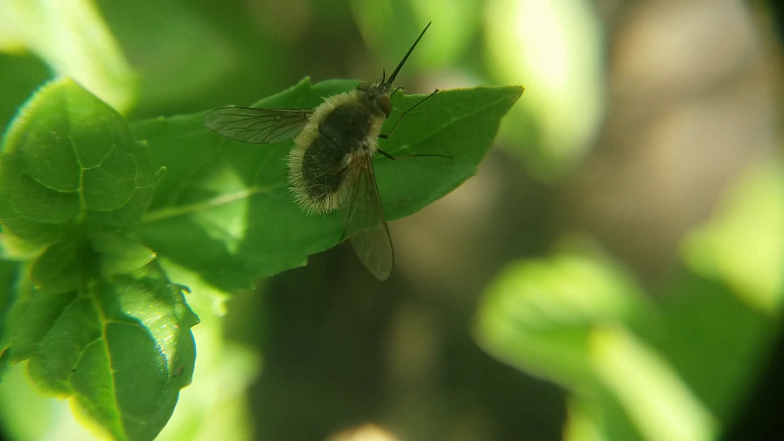 Systoechus ctenopterus