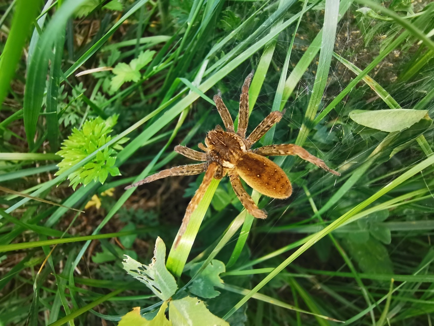 Dolomedes plantarius - parti vidrapók