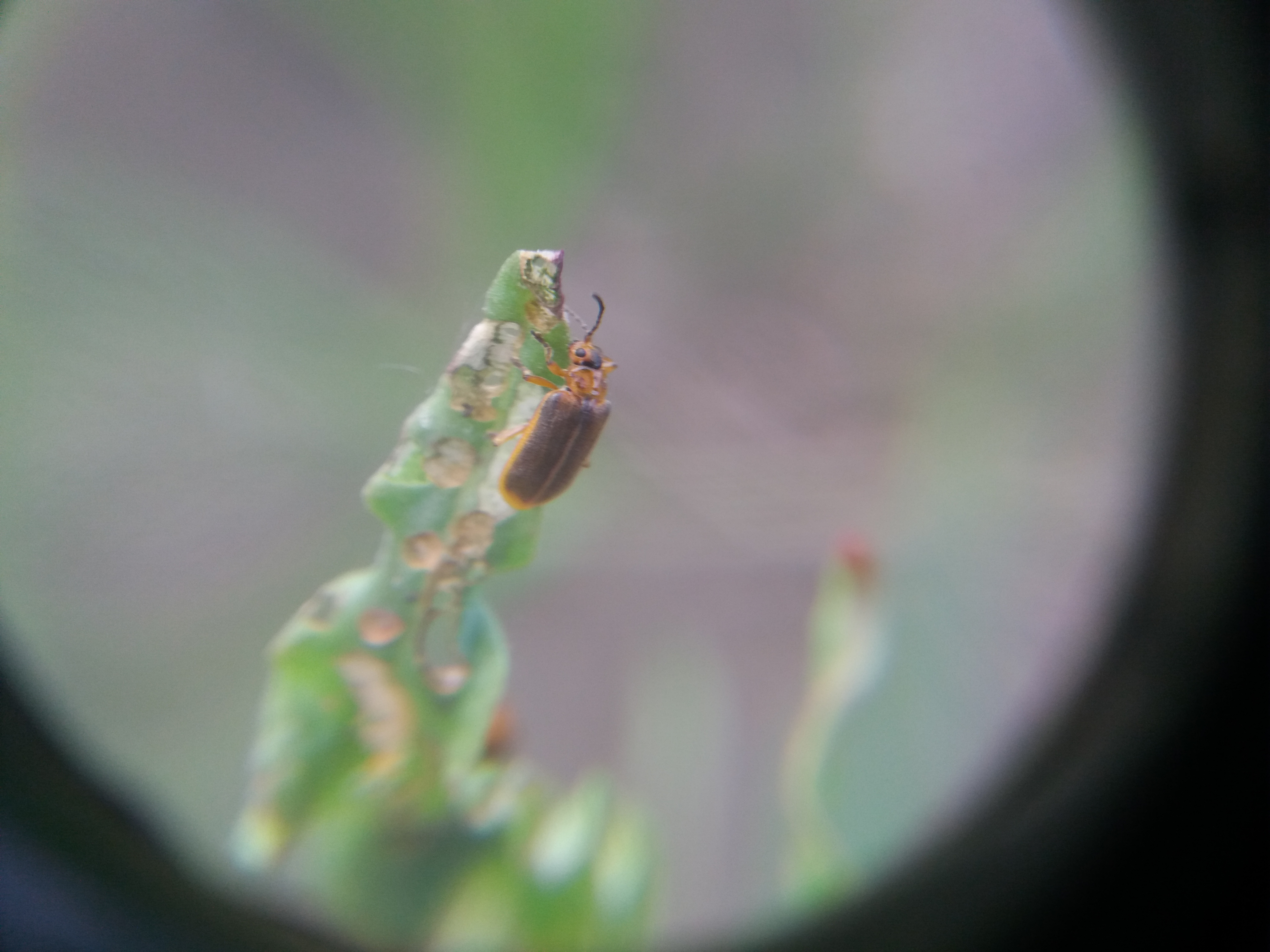 Galerucella