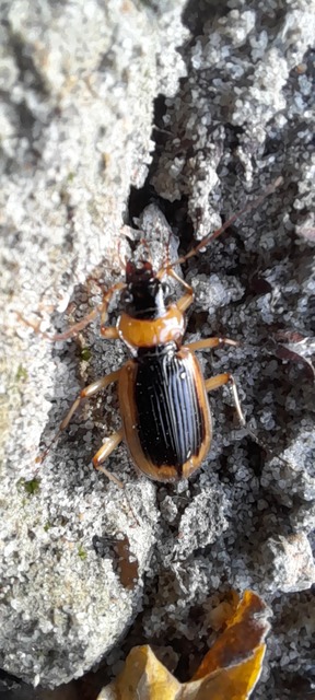 Nebria livida - szegélyes partfutó
