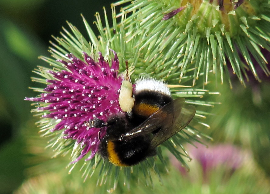 Bombus terrestris/lucorum