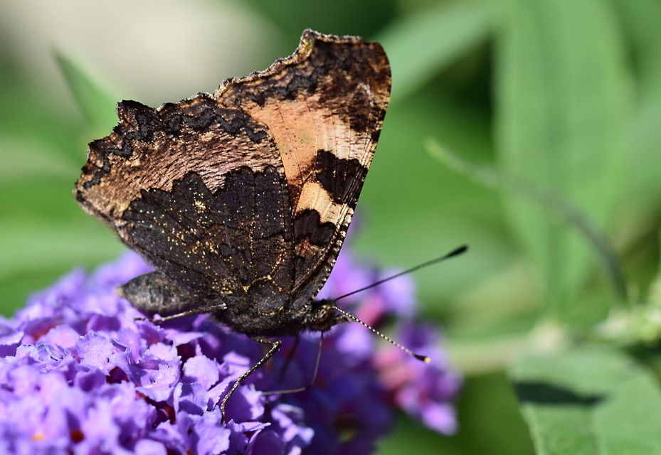 Nymphalis urticae - kis rókalepke