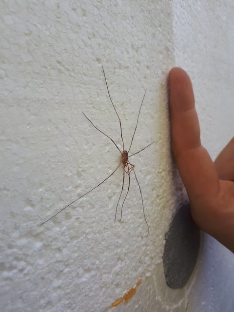 Phalangium opilio