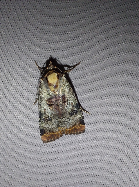 Epilecta linogrisea - karcsú sárgafűbagoly