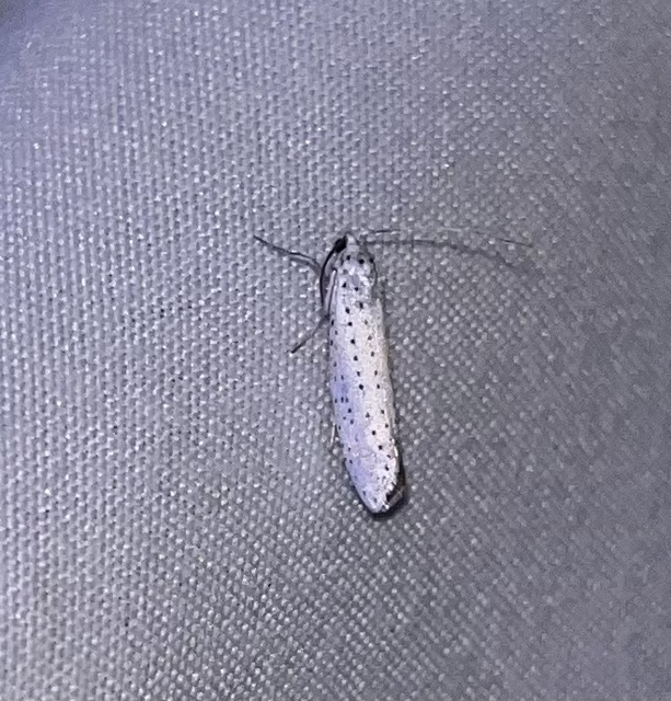Yponomeuta evonymella - pókhálós májusfamoly