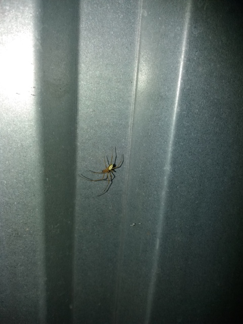Enoplognatha ovata/latimana