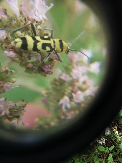 Chlorophorus varius - díszes darázscincér