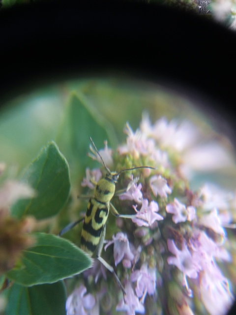 Chlorophorus varius - díszes darázscincér