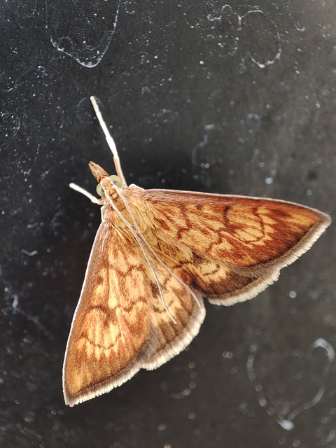 Ecpyrrhorrhoe rubiginalis - rozsdavörös tűzmoly