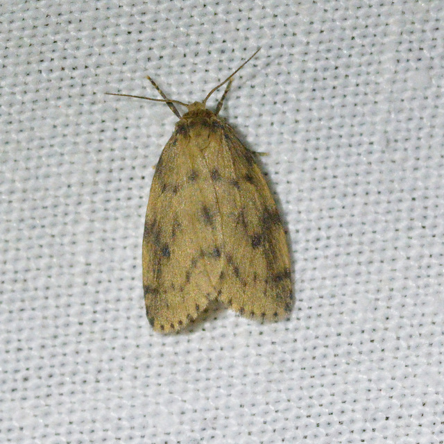Thumata senex - mocsári medvelepke