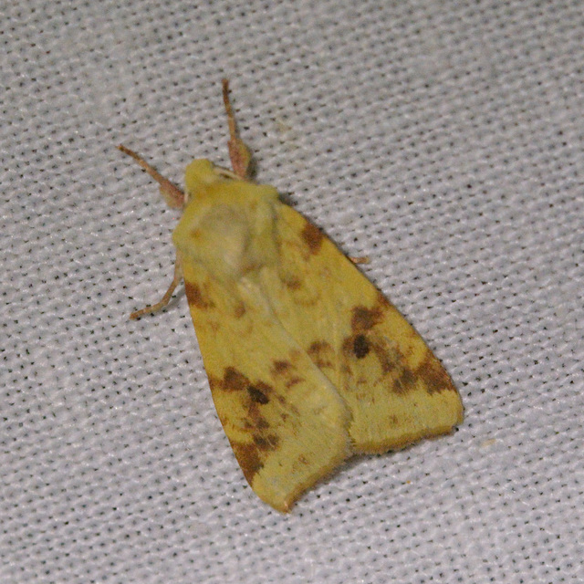 Cirrhia icteritia - nyárfa-sárgabagoly