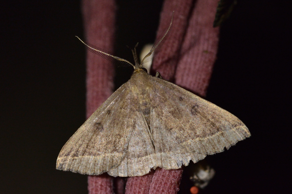 Pechipogo plumigeralis - tollascsápú karcsúbagoly