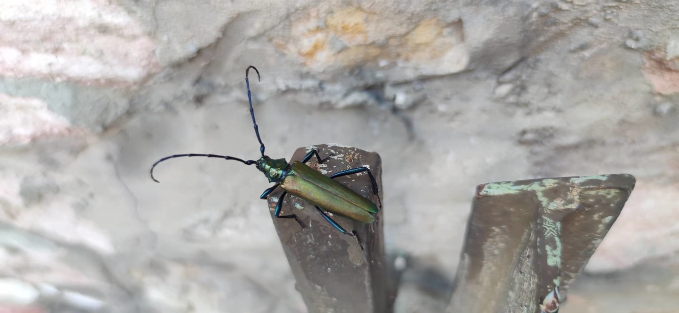Aromia moschata - pézsmacincér