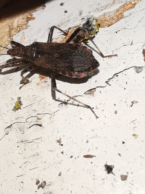 Himacerus