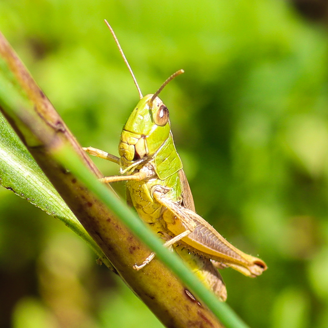 Pseudochorthippus parallelus - közönséges rétisáska