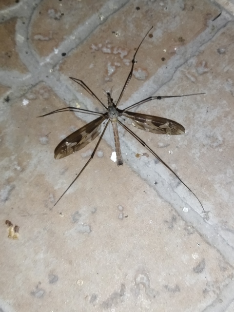 Tipula maxima - Óriáslószúnyog
