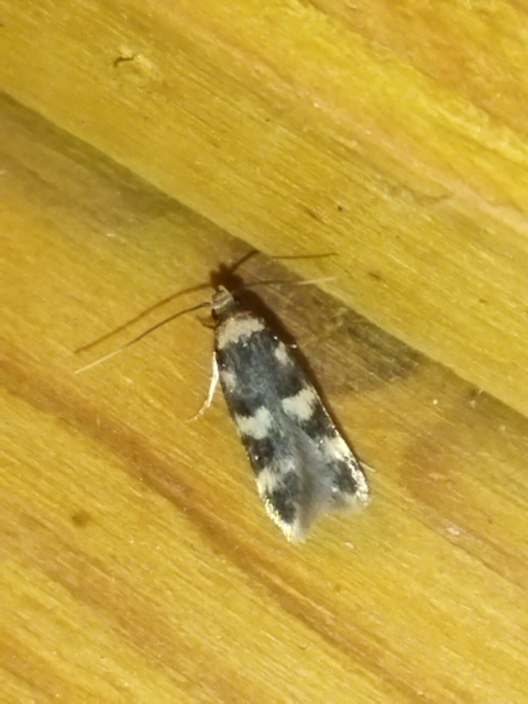 Oegoconia