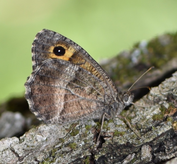 Arethusana arethusa - közönséges szemeslepke