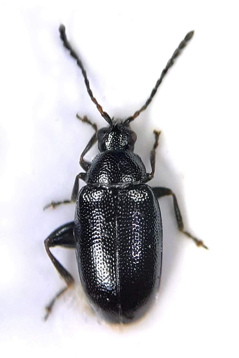 Phyllotreta atra - közönséges káposzta-földibolha