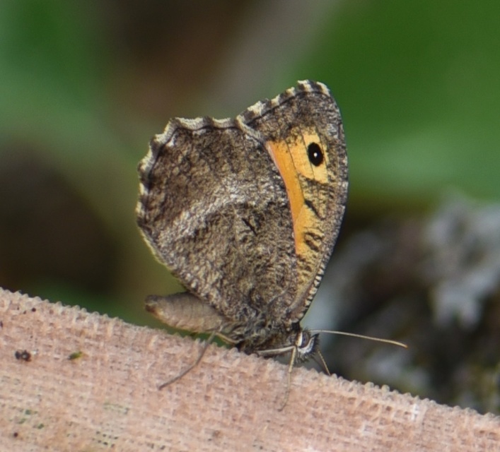 Arethusana arethusa - közönséges szemeslepke