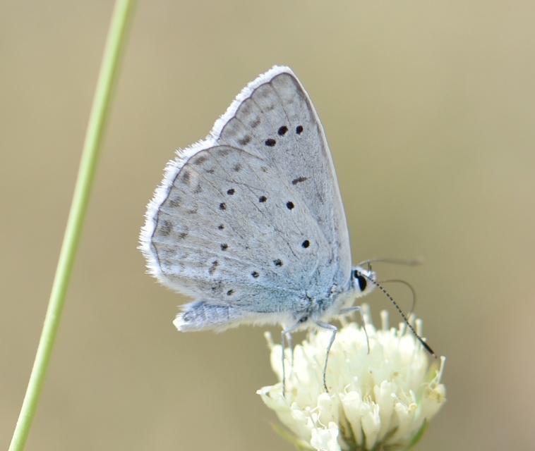 Polyommatus daphnis - csipkés boglárka
