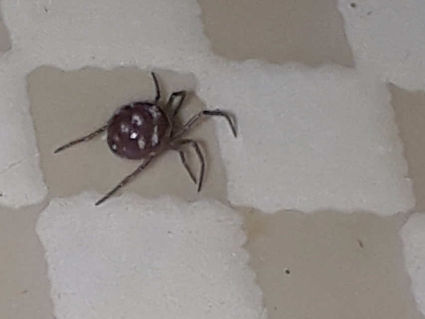Steatoda triangulosa - háromszöges faggyúpók