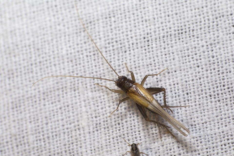 Stenonemobius bicolor ponticus - pontuszi karcsútücsök