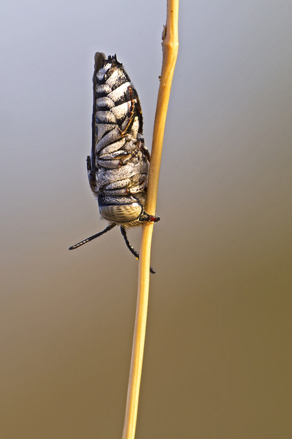 Coelioxys