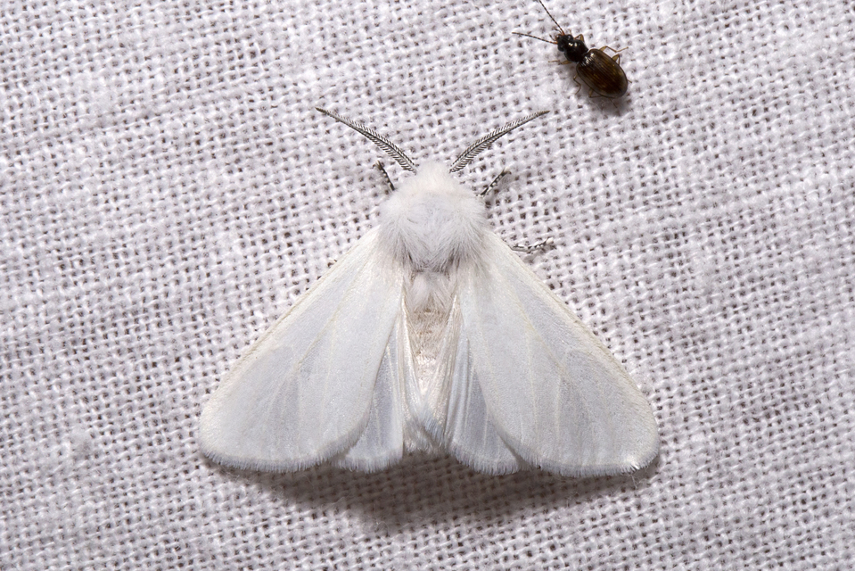 Hyphantria cunea - amerikai fehér medvelepke