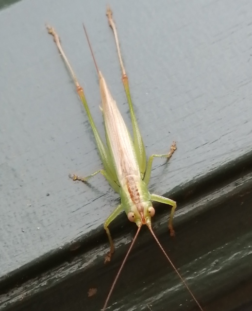 Conocephalus fuscus - kis kúpfejűszöcske