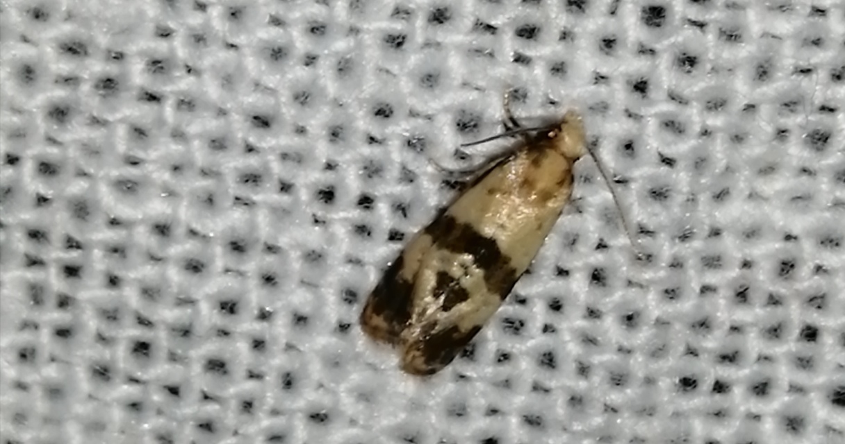 Phalonidia contractana - pipitér-fúrómoly