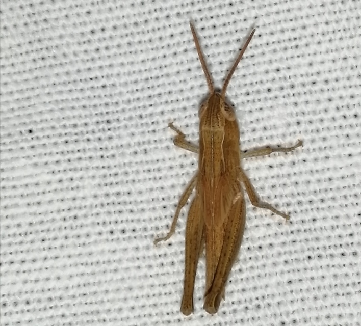 Chorthippus (Chorthippus) (subgenus)