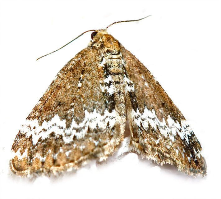 Perizoma alchemillata - árvacsalán-araszoló